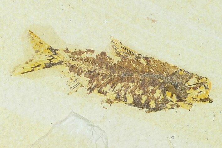 Bargain Fossil Fish (Knightia) - Green River Formation #133958